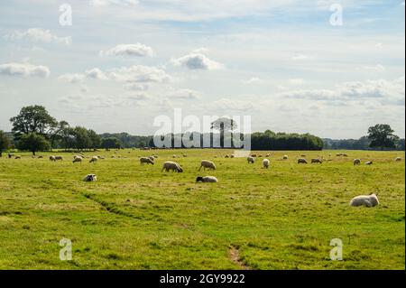 Schafe weiden auf den grasbewachsenen Feldern der Felbrigg Hall Parkland, Norfolk, England, fotografiert von einem öffentlichen Fußweg. Stockfoto