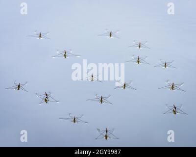 Gruppe von Wasserstreifern auf einem See Stockfoto