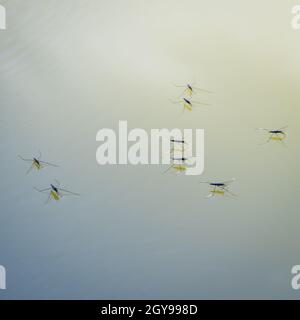 Gruppe von Wasserstreifern auf einem See Stockfoto