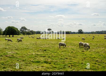 Schafe weiden auf den grasbewachsenen Feldern der Felbrigg Hall Parkland, Norfolk, England, fotografiert von einem öffentlichen Fußweg. Stockfoto