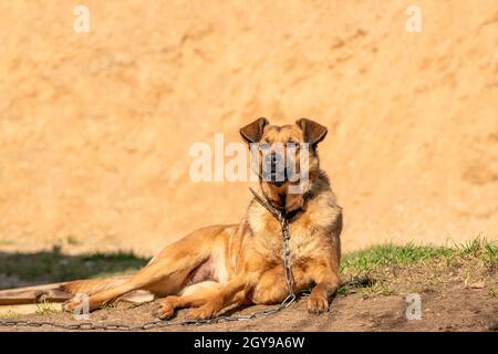 Brauner Hund liegt ​​the der Nähe des Sandstapels im Bereich des Hauses. Stockfoto