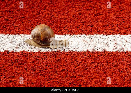 Die Schnecke auf der athletischen Strecke bewegt sich entlang der weißen Linie. Konzeptuelles Image. Stockfoto