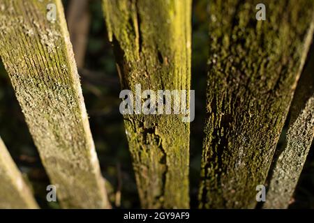 Der alte Zaun im Detail. Moos auf den Brettern. Flechten auf einem alten Baum. Holzzaun aus Brettern. Stockfoto