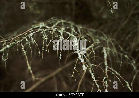 Blättrige Lichen auf Tannenzweig Stockfoto