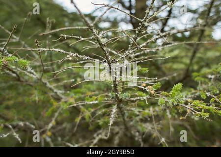 Blättrige Lichen auf Tannenzweig Stockfoto