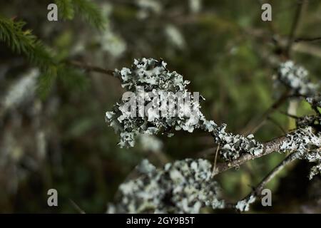 Blättrige Lichen auf Tannenzweig Stockfoto
