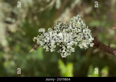 Blättrige Lichen auf Tannenzweig Stockfoto