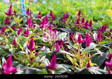 Reihen von Celosia wachsen in einem Gewächshaus. Stockfoto