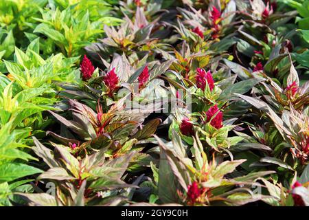 Reihen von Celosia wachsen in einem Gewächshaus. Stockfoto
