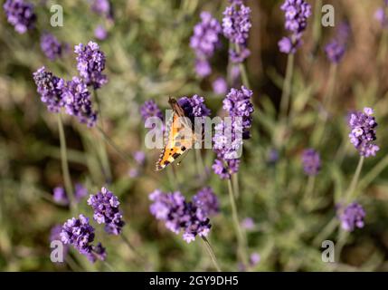 Bunte Schmetterling am Lavendel blühen Blumen Stockfoto