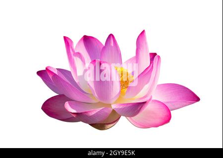 Lotus Pink White Flowers Bloom isolieren Stockfoto