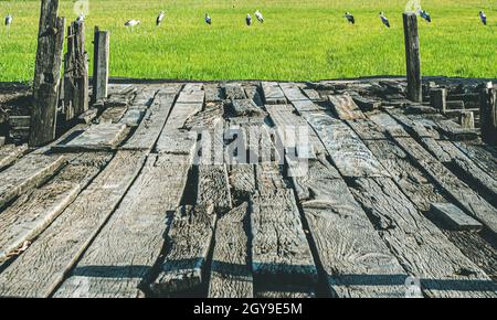 Holzterrasse mit grünem Reisfeld im Hintergrund. Holzbrücke auf Green Rice Field Stockfoto