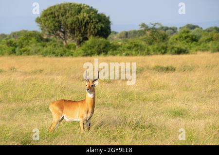 Uganda Kob (Kobus thomasi), Queen Elizabeth National Park, Uganda Stockfoto