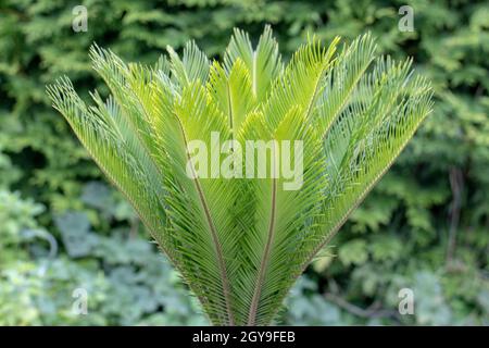 Hintergrund der Handfläche. Selektiv auf frischen grünen Blättern einer japanischen Sagopalme (Cycas revoluta) auf unscharfem, natürlichem grünen Hintergrund. Die neuen Blätter Stockfoto