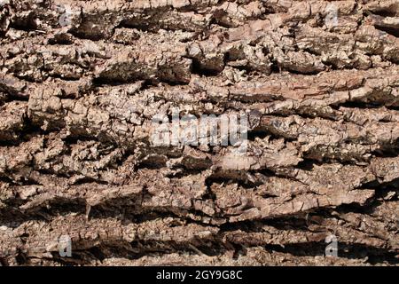 Ein Detail von Black Walnut Tree Bark Stockfoto