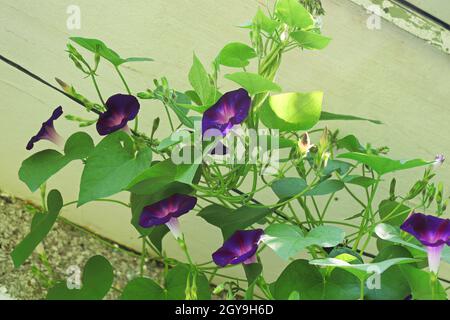 Morning Glory Reben klettern auf einer schwarzen Schnur. Stockfoto