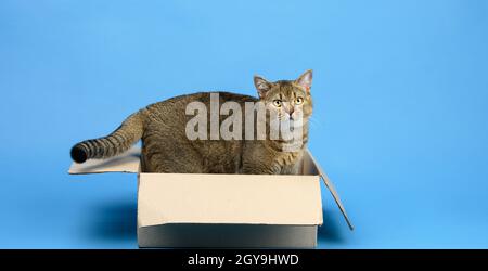 Erwachsene schottische gerade Chinchilla Katze sitzt in einem braunen Karton auf einem blauen Hintergrund, Tier schaut auf die Kamera Stockfoto