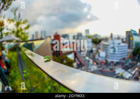 Der Blick vom Tokyu Plaza Omotesando Harajuku Dach. Drehort: Metropolregion Tokio Stockfoto