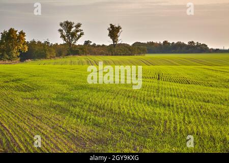 Land Felder kleine grüne Pflanzen wachsen und Bäume Stockfoto