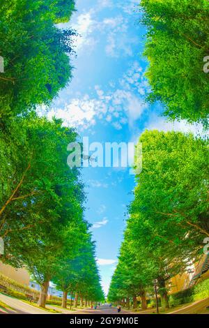 Ginkgo von Bäumen gesäumte Straßen von frischem Grün (Akishima). Drehort: Tokyo Akishima Stockfoto