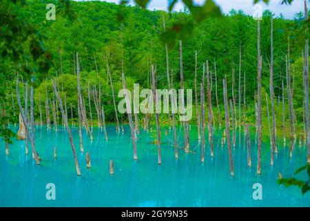 Blauer Teich, der wie ein Wald aussieht (Hokkaido Biei-Cho). Drehort: Hokkaido Biei-Cho Stockfoto