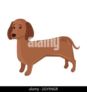 Realistischer Hund Dachshund brütet auf weißem Hintergrund - Vektorgrafik Stockfoto