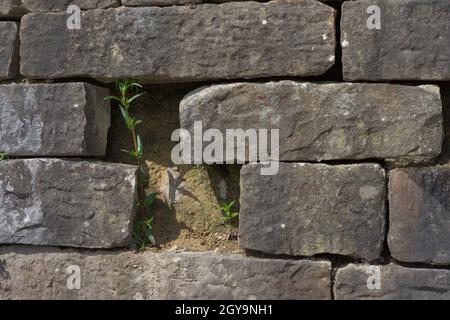 Eine Lücke zwischen großen und groben grauen Ziegel dieser Wand ermöglicht gerade genug Platz für zwei schlanke grüne Pflanzen zu wachsen. Sonnenlichtszene. Stockfoto