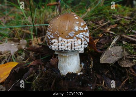 Herbstfarben von Sizilien Natur Nahaufpilz von amanita pantherina im Ätna Park Stockfoto