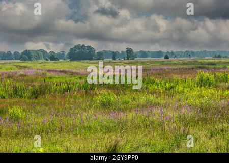 Weite Sumpflandschaft im Bachtal von Rolder Diep, Teil von Drentse AA mit wilder Vegetation auf Sumpfland aufgrund des erhöhten Wasserpegels Stockfoto