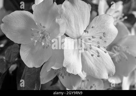 Weiße zarte Jasminblüten zwischen grünen Blättern. Vorderansicht, Nahaufnahme Stockfoto