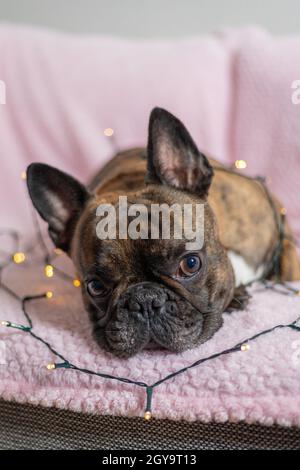 Niedliche braune und schwarze französische Bulldogge, die auf einem Sofa mit Lichterketten liegt. Hund als Geschenk, Weihnachtsstimmung. Stockfoto