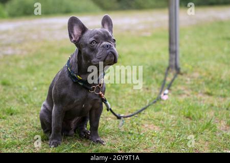 Graue kleine süße französische Bulldogge mit Hundeleine auf einer Wiese. Foto für Tierliebhaber, Hundeliebhaber oder Hintergründe. Stockfoto
