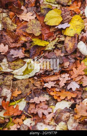 Bunte Herbstblätter liegen auf dem Boden. Blick von oben. Stockfoto