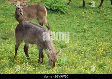 Schöne wilde Tiere kochend Hörner Safari Antilopen Gazellen Stockfoto