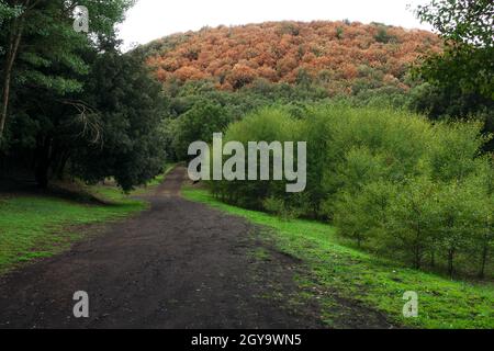 Herbstfarben von Sizilien Landschaft in Berg Schotterstraße kreuzt Mischwald des Ätna Park Stockfoto