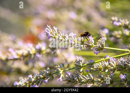 Biene auf lila Lavendel Blüten, Frankreich Stockfoto