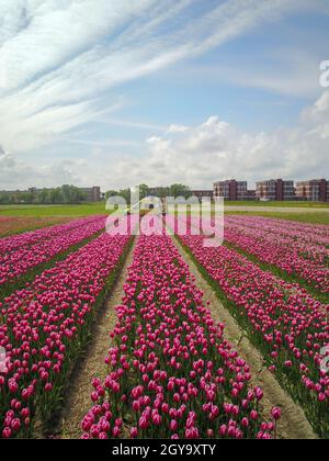 Mann sitzt auf seinem Wohnmobil in den Niederlanden, um das Tulpenfeld zu genießen Stockfoto