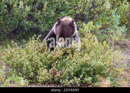 Ein Grizzlybär sitzt und isst Beeren von einem Busch. Stockfoto