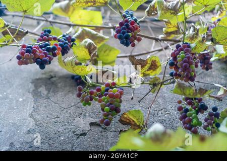 Nahaufnahme von reifen lila-grünen hausgemachten Trauben an einer Betonwand im Herbst Stockfoto