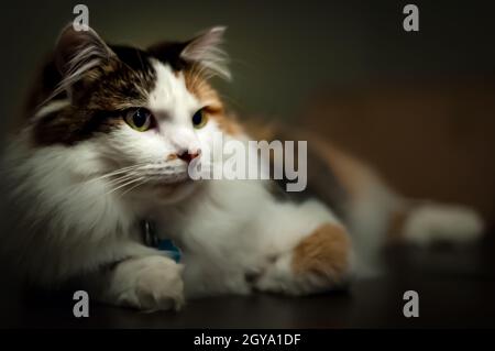 Eine flauschige Calico-Katze sieht gleichgültig aus, als sie von der Kamera wegschaut Stockfoto