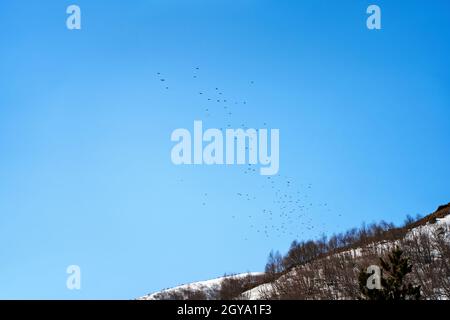 Eine Vogelschar fliegt im Winterwald vor dem Hintergrund eines klaren Himmels auf. Stockfoto