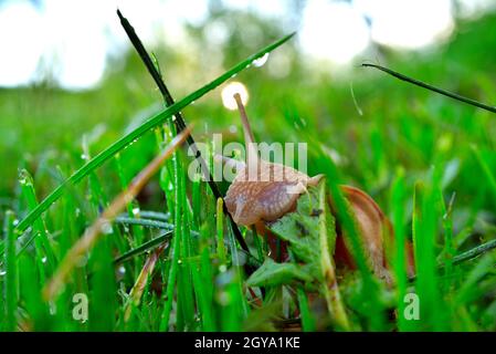 Schnecke am Morgen Tau Gras frisst Pflanzenblätter. Helix pomatia, gebräuchliche Namen die römische Schnecke, Burgunder Schnecke, essbare Schnecke Stockfoto