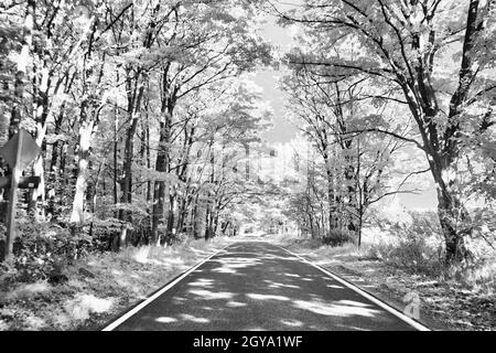 Infraroter, schwarz-weißer Baumtunnel über einer Straße Stockfoto