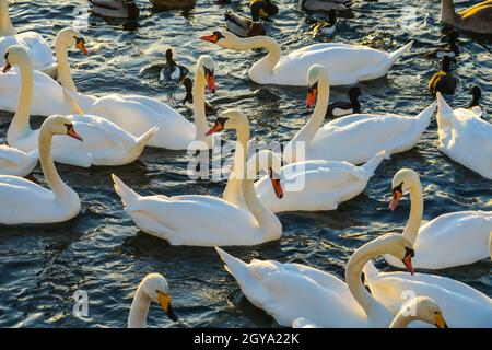 Stockholm Lira See Swan County. Drehort: Schweden, Stockholm Stockfoto