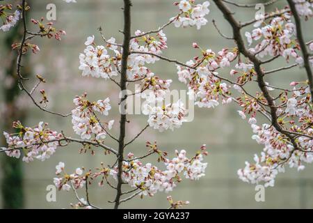 Sakura von Meguro River. Aufnahmeort: Metropolregion Tokio Stockfoto