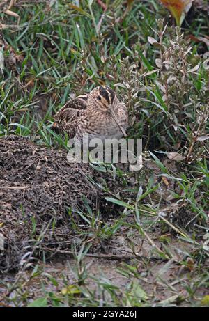 Pintail Schnepfe (Gallinago stenura) Erwachsener, der im Sumpfgebiet Chitwan, Nepal, steht Januar Stockfoto