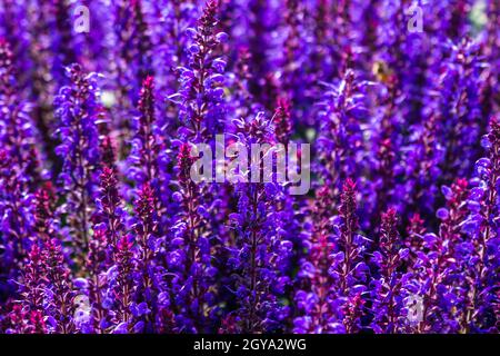 Violett blühender Gartensalbei, Salvia nemorosa, im Garten. Stockfoto