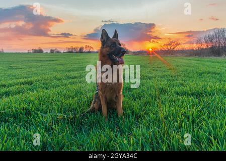 Schöner deutscher Schäferhund, der bei Sonnenuntergang auf grünem Gras auf einem Feld sitzt Stockfoto