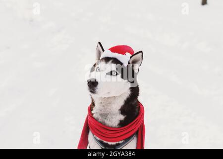 Weihnachten Husky Hund in rotem Schal, Kleidung und Weihnachtsmann Hut im verschneiten Wald. Konzept der Weihnachtskarte. Viel Schnee im Winterwald. Hohe Qual Stockfoto