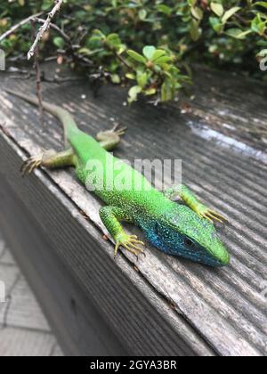 Vertikale Aufnahme einer europäischen grünen Eidechse auf einer Holzbank im Freien bei Tageslicht Stockfoto